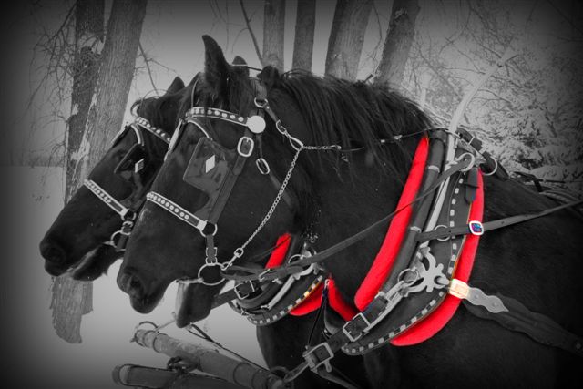 Loveberry's horses