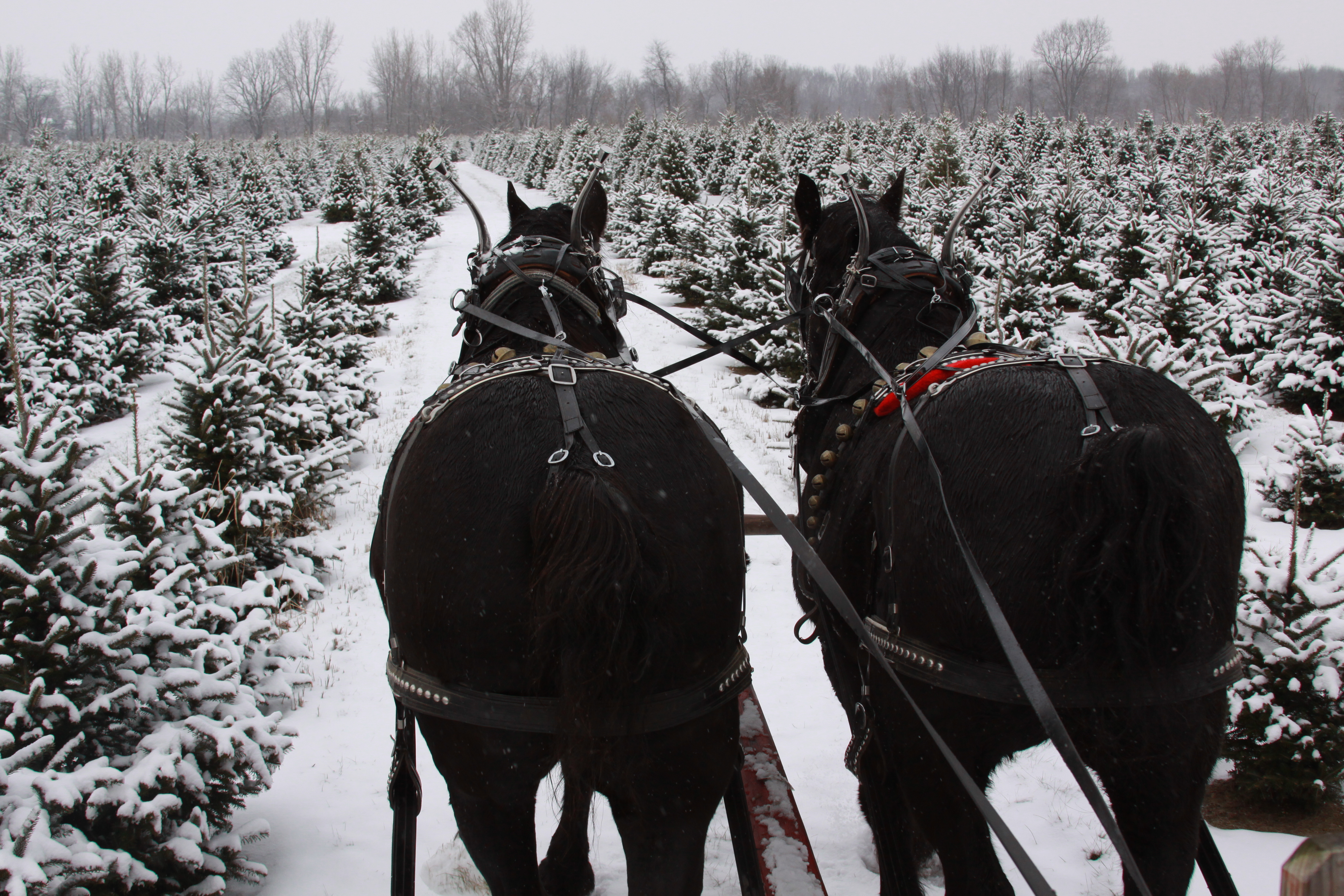 Sleigh ride in the trees