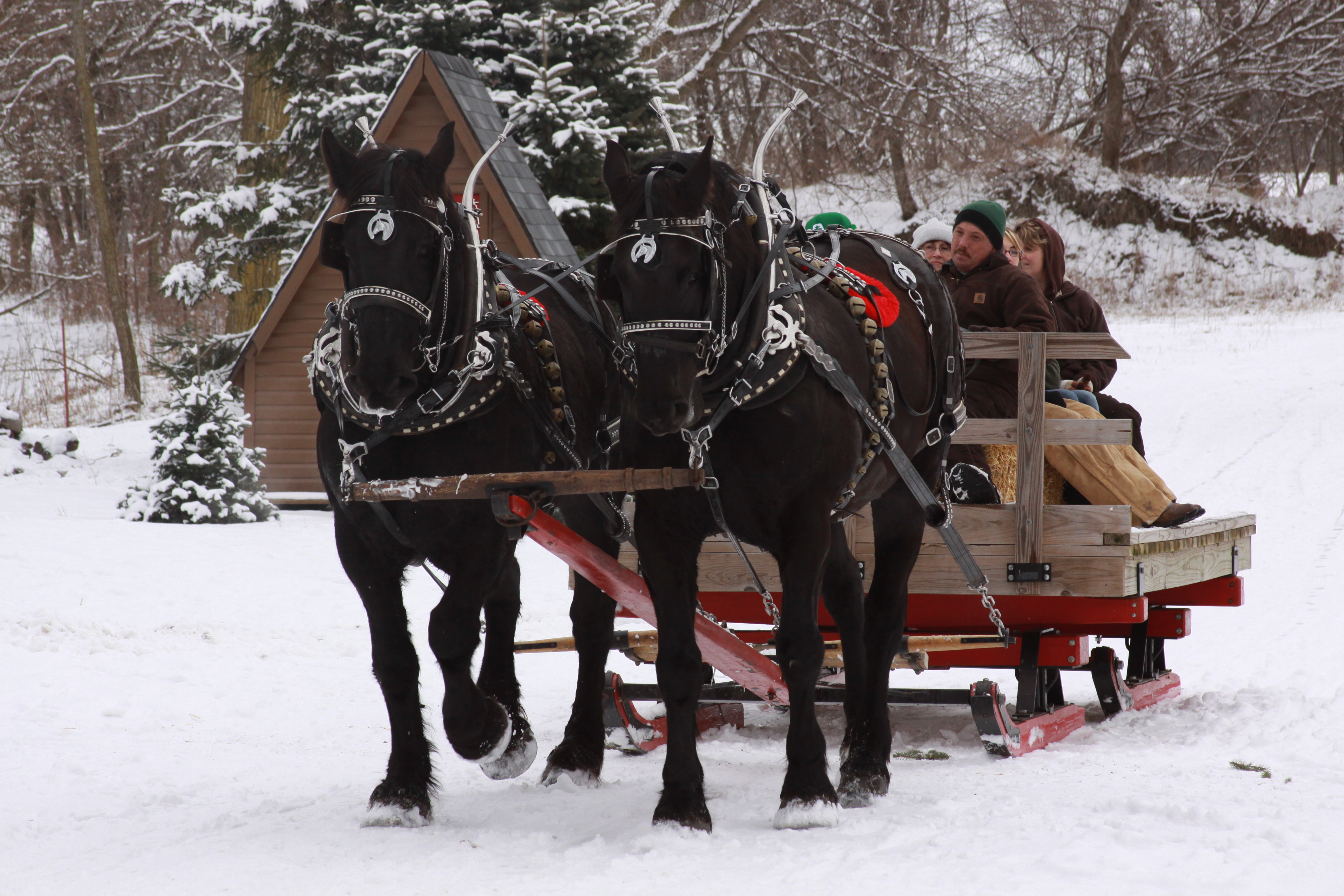 Sleigh Ride